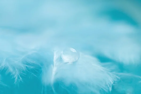 Bir tüy üzerinde su damlası