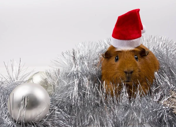 Noel süslemeleri arasında Noel Baba şapkası takan kobay