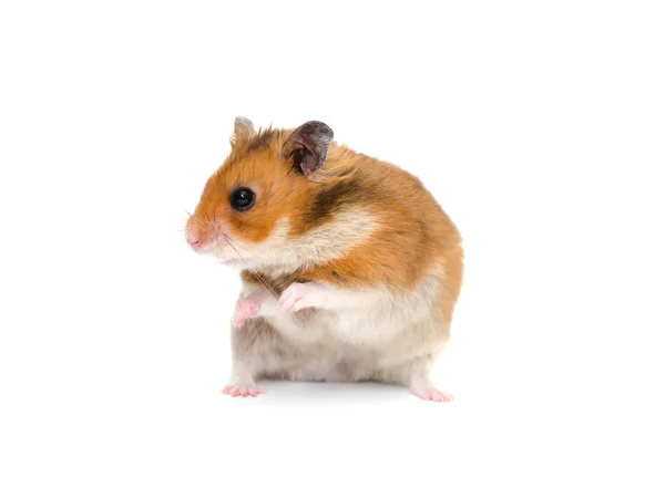 Hamster — Stockfoto