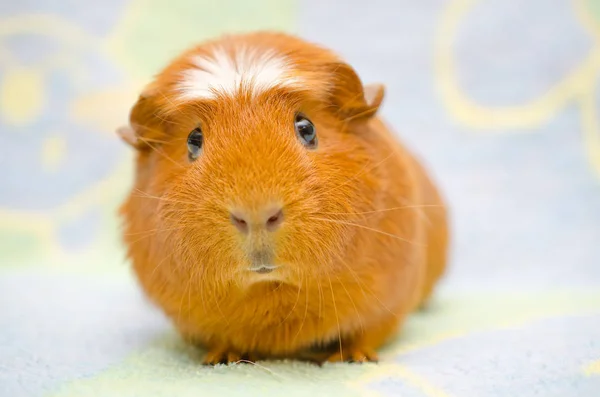 Cerdo de Guinea — Foto de Stock