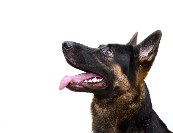 Alman çoban köpeği