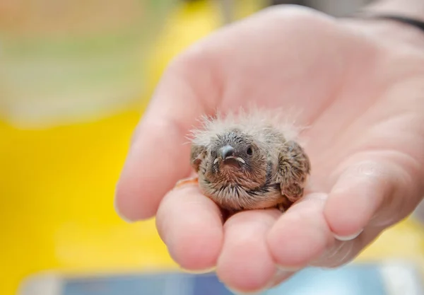 Baby bird — Stock Photo, Image