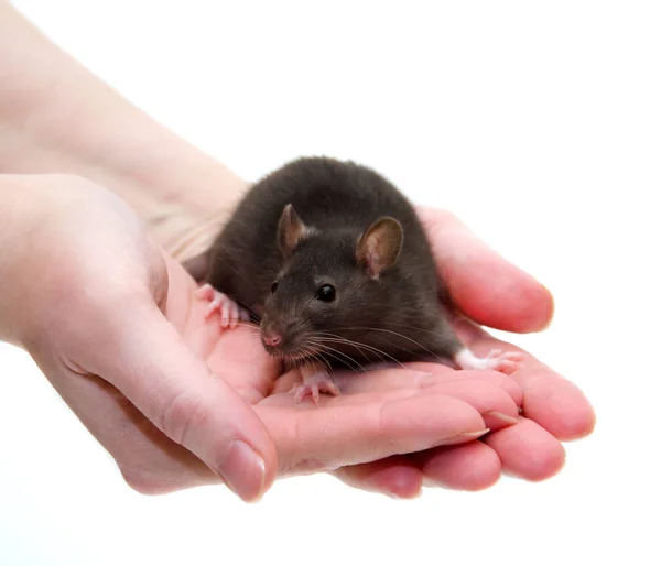 Rato bebé — Fotografia de Stock