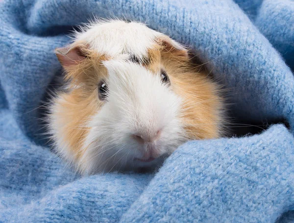 Abyssinian kobay rahat bir mavi yün eşarp saklanıyor