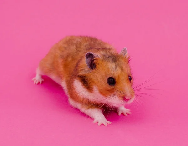 Hamster syrien — Photo