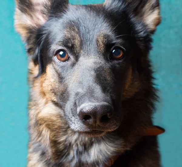 Portret cute Owczarek niemiecki — Zdjęcie stockowe