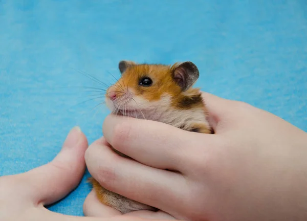 Hamster syrien mignon drôle dans les mains humaines — Photo