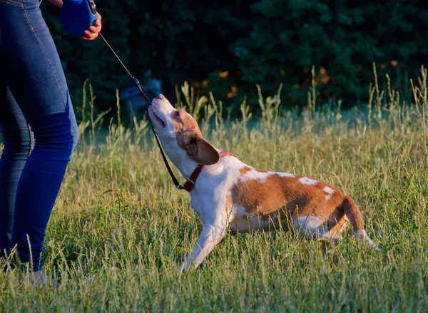 Beagle köpek yavrusu