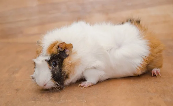 Abyssinian guinea pig — Stock Photo, Image