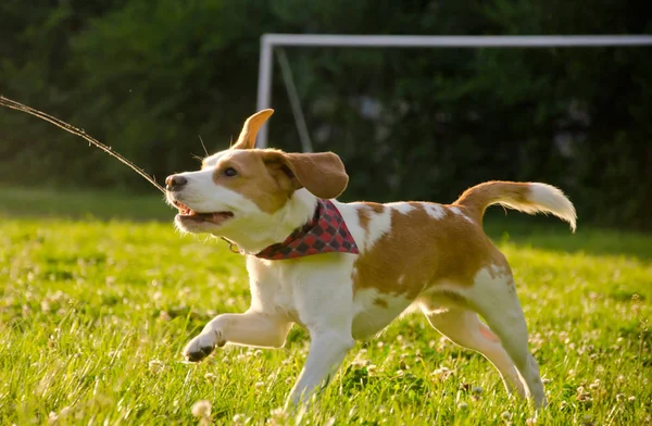 Beagle cucciolo — Foto Stock