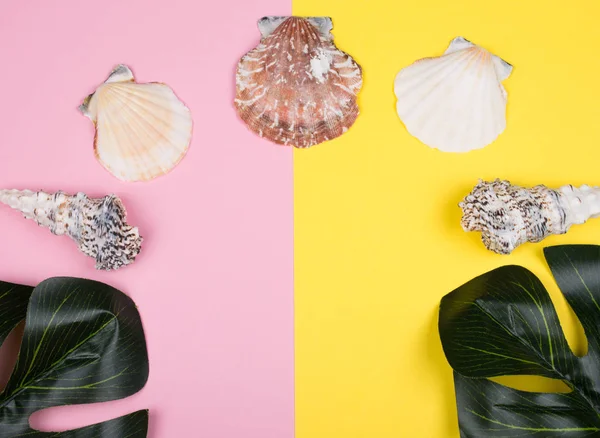 Folhas e conchas de Monstera — Fotografia de Stock