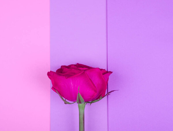 Pink rose on a multicolored pastel paper background, minimal concept (flat lay, top view)