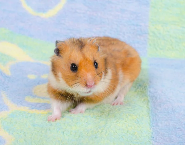 Schattige gouden hamster — Stockfoto