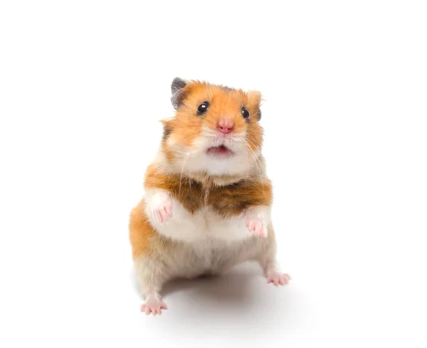 Hamster — Stock Photo, Image