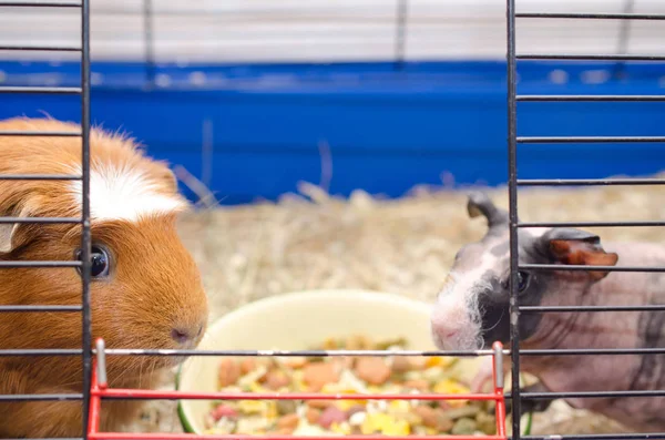 eskiden şiling şimdi pigs