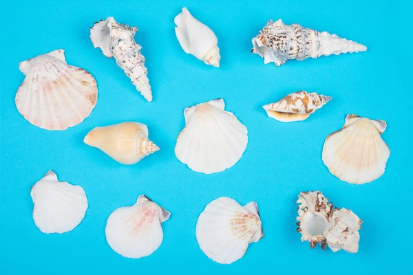 Coleção de conchas — Fotografia de Stock
