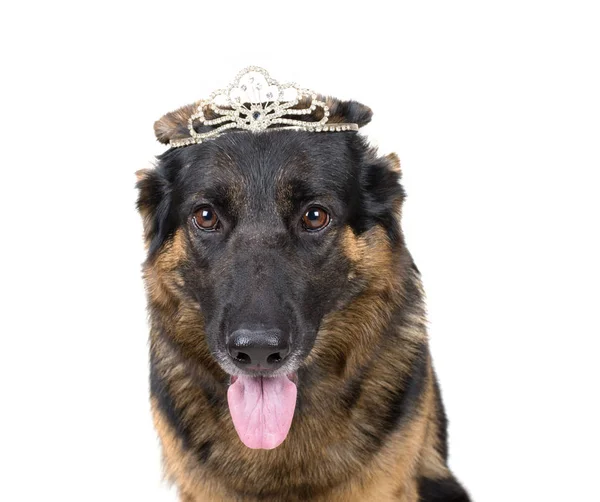 Pastor alemão engraçado usando uma coroa — Fotografia de Stock