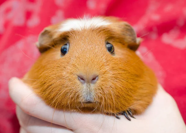 Cerdo de Guinea — Foto de Stock