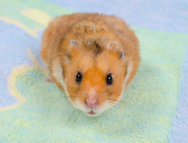 Retrato de um lindo hamster sírio — Fotografia de Stock