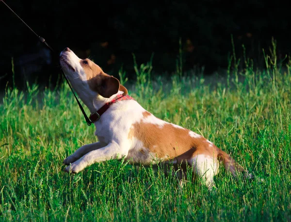 Divertente testardo beagle cucciolo — Foto Stock