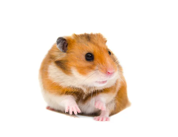 Bonito hamster sírio engraçado — Fotografia de Stock