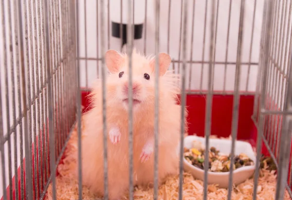 Gyllene långhåriga syriska hamster i en bur — Stockfoto