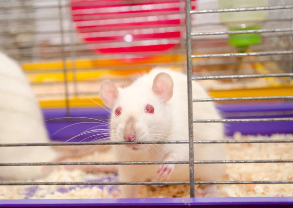 Rat — Stockfoto