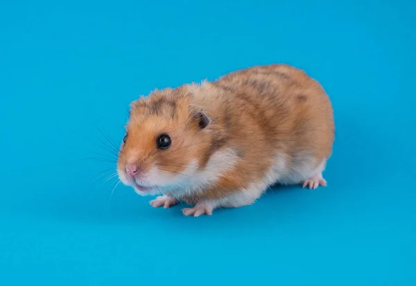 Niedliche lustige syrische Hamster — Stockfoto