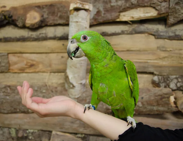 Papoušek Amazonský sedí na lidské ruce — Stock fotografie