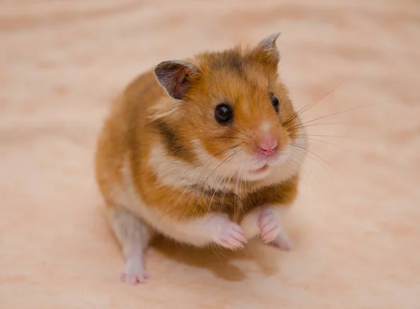 Hamster — Stockfoto