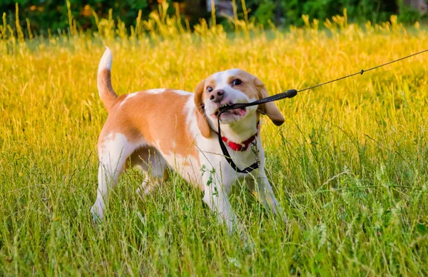 Beagle köpek yavrusu — Stok fotoğraf