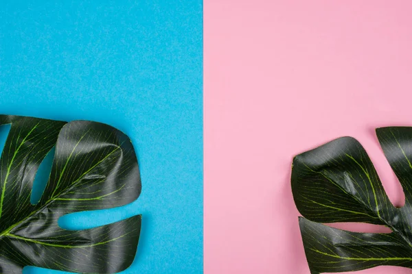 Monstera leaves on pink and blue backgrounds — Stock Photo, Image