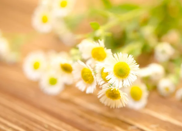 Flowers — Stock Photo, Image