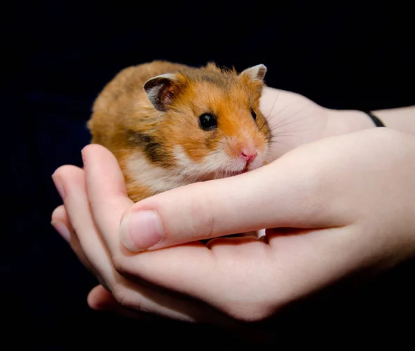 Hamster syrien — Photo