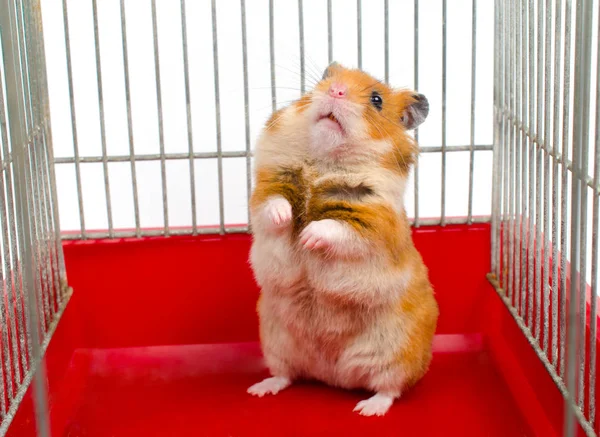 hamster