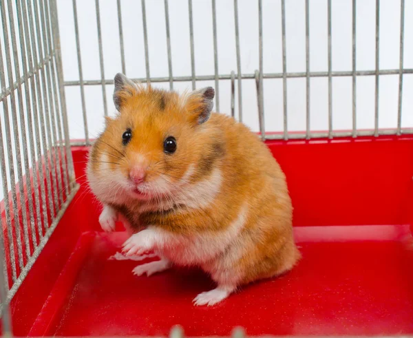 Syrisk hamster — Stockfoto