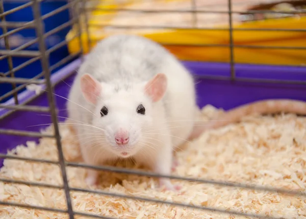 Kafesteki bir fare