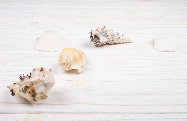 Seashells espalhados em um fundo de madeira — Fotografia de Stock