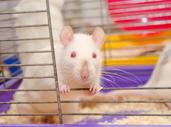 Rat — Stockfoto