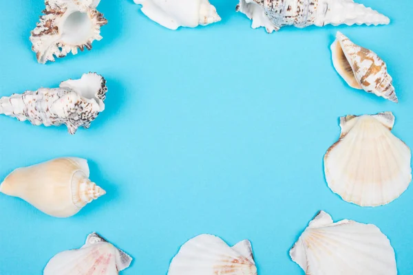 Coleção de conchas formando uma moldura — Fotografia de Stock