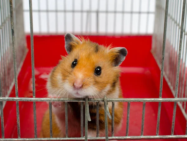 Syrisk hamster — Stockfoto