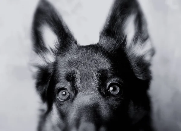 Ojos de perro en blanco y negro — Foto de Stock