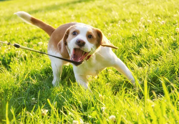 Beagle cucciolo — Foto Stock