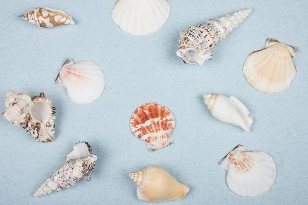 Coleção de conchas — Fotografia de Stock