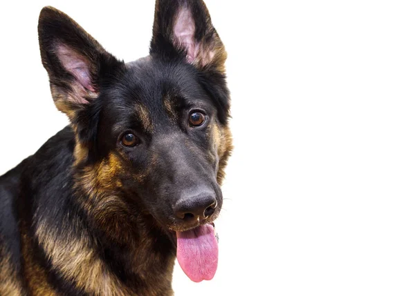 Duitse herder kantelen van haar hoofd — Stockfoto