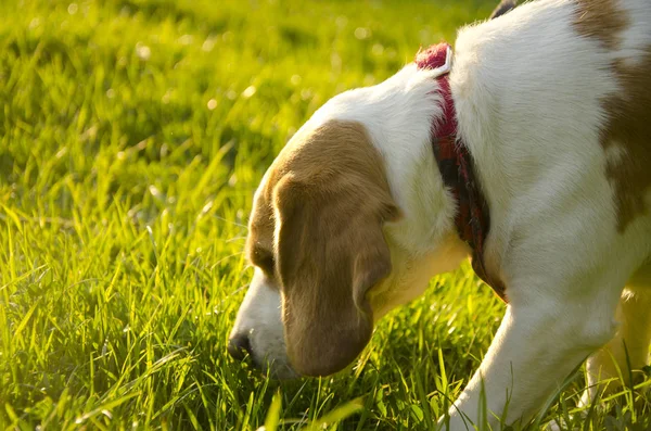 Beagle cucciolo — Foto Stock