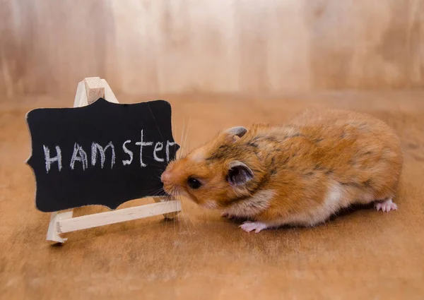 Syrian hamster and a blackboard — Stock Photo, Image
