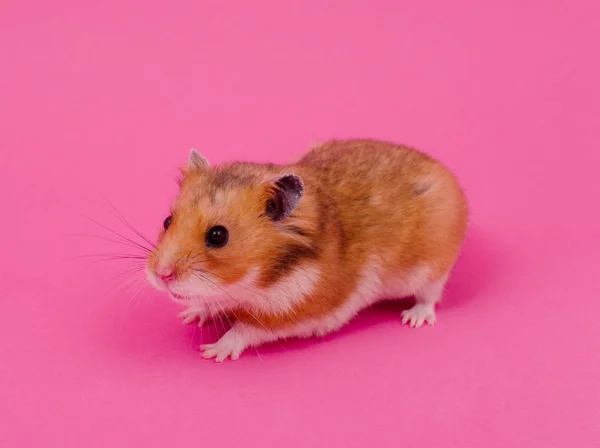 Hamster syrien — Photo