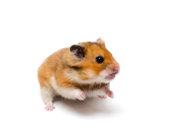 Kızgın Hamster — Stok fotoğraf