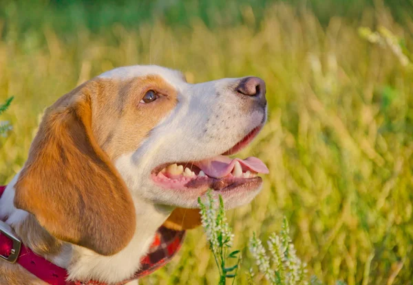 Beagle cucciolo — Foto Stock